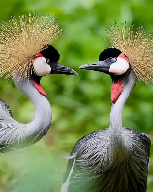 crested cranes